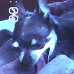 Joshua Lamar - @i_am_justajoke - Instagram