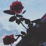 Joshua lashley - @_josh.lashley__ - Instagram