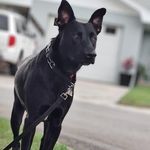 Joshua McAfee - @josh_the_irish_guy - Instagram