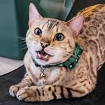 Josh Moniz - @joshhmoniz - Instagram