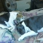 Joshua Morlock - Facebook