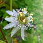 Joshua Ostrow - @joshtrows_garden - Instagram
