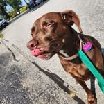 Joshua Ostrow - @patsfan1210 - Instagram