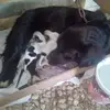 Joshua Pech - @joshua.pech - TikTok