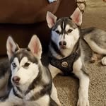 Josh Perrigo - @wolfdog420 - Instagram