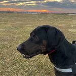 Joshua Peterman - @freedomthecreator - Instagram