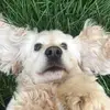 I got a new dog - @pinkjoshua - TikTok