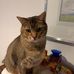 Joshua Rawson - Facebook