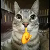 Joshua Roque - @joshua.roque692 - TikTok