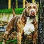 joshua roye - @royeboy575 - Instagram