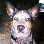 Josh Schaaf - @schaafjosh - Instagram