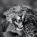 Joshi - @joshua_schauer - Instagram