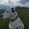 joshua - @joshuasimcox - TikTok