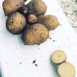 Joshua Stanton - @pogos_garden - Instagram