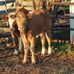 Josh Steinhardt - Facebook