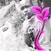 Joshua Stinger - Facebook