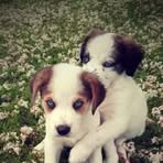 Joshua Stogsdill - Facebook