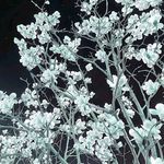 bluee - @joshua_strawberry - Instagram