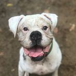 Josh Stroh - @the_shaq_dog - Instagram
