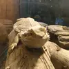 Joshua_sestrom - @joshua_sestrom - TikTok