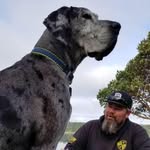 Joshua Strom - @scoobydoostrom - Instagram