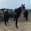 joshuastrong795 - @joshuastrong795 - TikTok