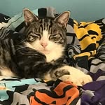 Joshua Trott - @joshuatrott08 - Instagram