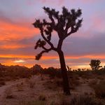 Joshua Tree Workshops - @joshua_tree_workshops - Instagram