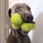 Josiah Barnes - @funcledog - Instagram