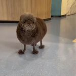 josiah “young cauliflower” bates - @sweatyyetashyknees - Instagram