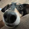Josiah Evans - @josiah.evans3 - TikTok
