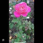 Josiah_Goodman24 - @josiah_goodman24 - Instagram