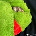Josiah guzman - @bigpapijr111 - Instagram