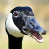 Josiah - @josiah_hendricks - TikTok