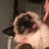 Josiah Morton - @catcatcatcute - TikTok