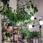 Josiah Schmidt - @kinda_like_plants - Instagram