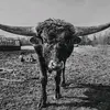 Josiah Yoder - @rescueriverranch - TikTok