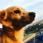 Josias Lima - @josias.lima.5030 - Instagram
