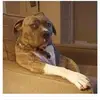 josias rivera - @transforminglandscaping - TikTok