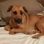 Josie Bear - @josiebeardog - Instagram