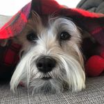 Josie Great Beard - @josiegreatbeard - Instagram