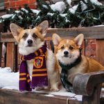 Lexie&Josie&Bennett - @l.j.b_corgis - Instagram