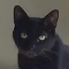 Josie Campa - @josie.campa - TikTok