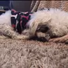 josiecasas - @xxcjoss1 - TikTok