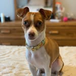 Josie Virginia Casey - @josie_the_chi_mutt_mutt - Instagram