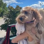 Josie Cassidy - @josie_the_cincy_pup - Instagram