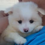 Josie.castillo - @doggo_josie - Instagram