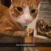 josie_loves.chappell - @josie_loves.chappell - TikTok