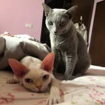 Josie Chen - @cattt_and_josie - Instagram