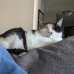 Jamie And Josie Clements The Cats - @jamieetjosie - Instagram